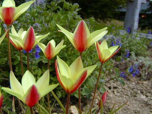 Wild tulpen rot gelb - /, tulipa