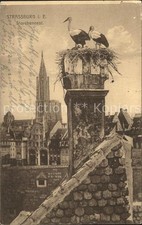 Storch Storchennest Strassburg 