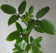 1 Kindel von Kalanchoe pinnata, Brutblatt, Bryophyllum, die echte Goethe-Pflanze