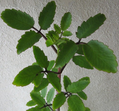 Kindel von kalanchoe - von,