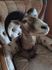 Gutes Mufflon Präparat