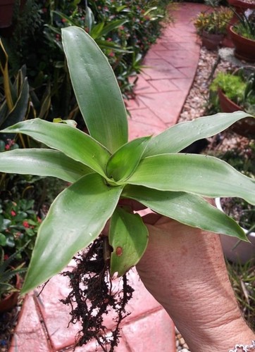 Callisia fragrans aka - fragrans,
