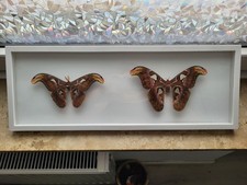 Entomologie, Atlasspinner