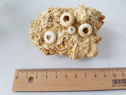 Fossilien sammlung konvolut - fossilien,, sammlung,