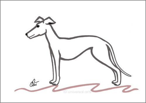 Jacqueline ditt whippet - jacqueline,