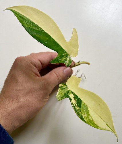 Philodendron florida beauty - florida,
