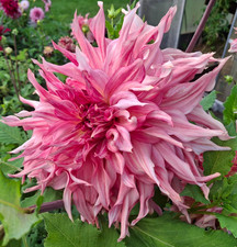 Riesige Semikaktus  Dahlie Penhill Watermelon D27 H120 1 Wurzelstock.