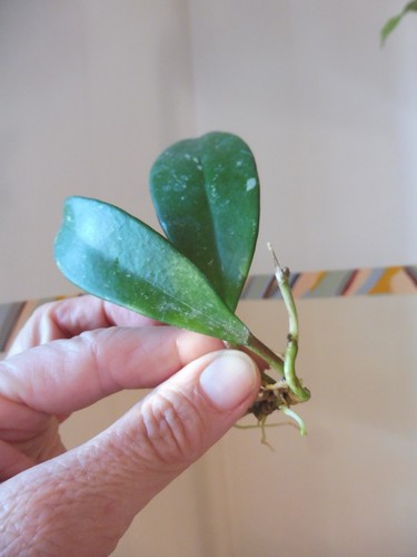 Ableger hoya pubicalyx - 🌷ableger🌷hoya,