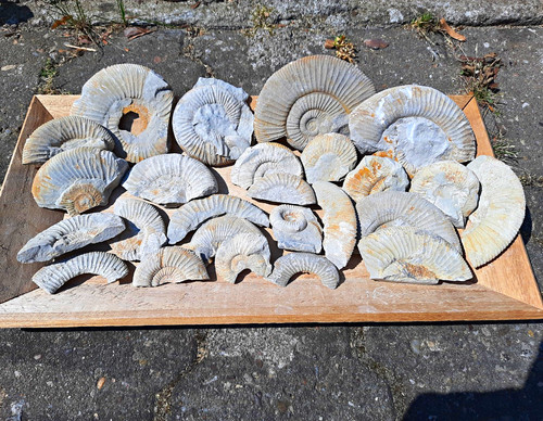 Ammoniten bruchstücke - ammoniten-bruchstücke, 25