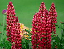 100 Samen Rote Gartenlupine Lupine Staude Lupinen mehrjährig winterhart