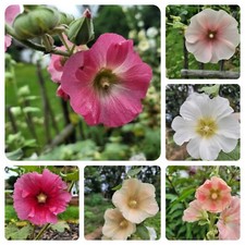 Stockrose Bauernrose robuste Mischung Malven Rose mind. 30 Samen