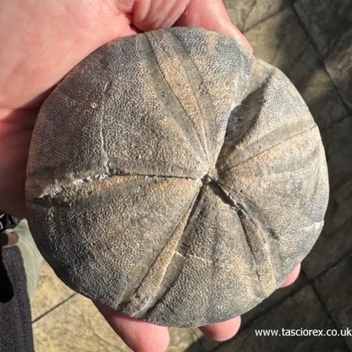 Clypeus plti britischer - clypeus,