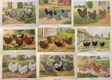 Geschenkidee für Hühnerzüchter - alte Kunstdrucke gerahmt - Wyandotten
