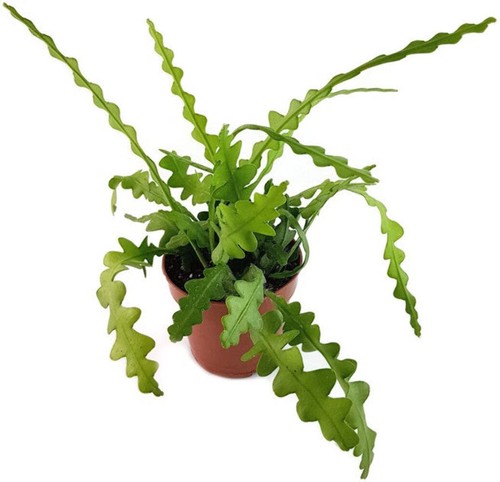 Epiphyllum anguliger
