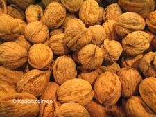 Walnussbaum - Juglans regia - Winterharte Pflanze 30-50cm