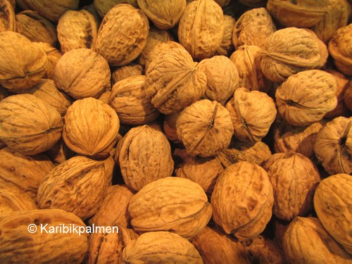 Walnussbaum juglans regia - walnussbaum,