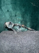 Swarovski Robbe 7646 • OVP