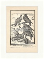 Die Tauben Felsentaube