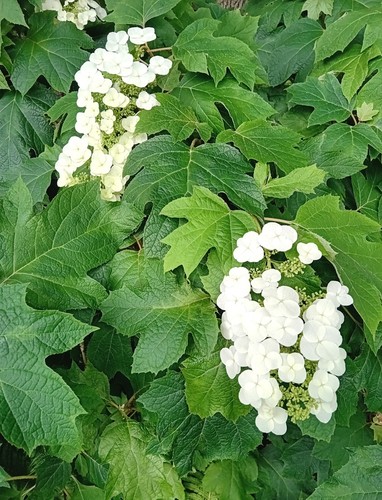 Hortensie hydrangea - hortensie,
