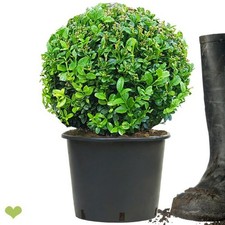Buchsbaum Kugel 20-22cm o