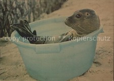 Seehunde Robben Wanne 