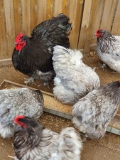 10 Eier  Orpington Blau