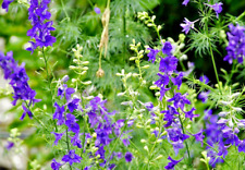 5000 Samen Rittersporn Consolida orientalis Feldrittersporn Wildblume selten