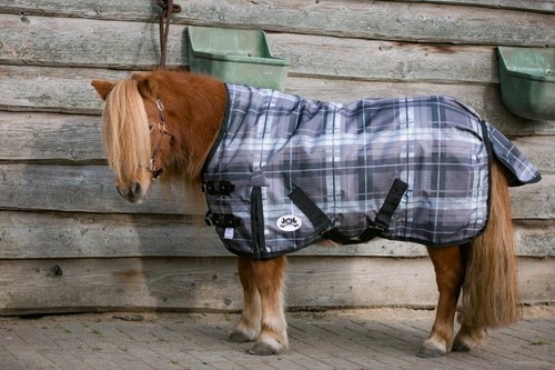 Neue shetty pony - neue, shetty/pony