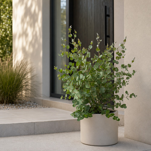 Eucalyptus gunnii silber - gunnii,