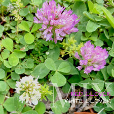 75.000 Samen Weißklee &