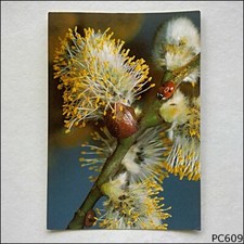 Weidenkatzchen Salix Willow