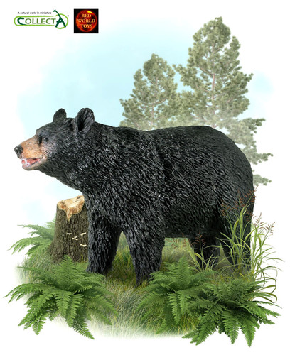 Nordamerikanischer schwarzbär - nordamerikanischer,