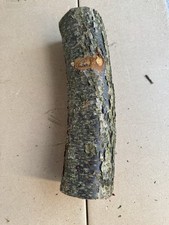 Drechselholz gestockte Pflaume