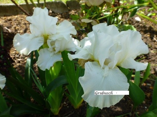 Iris schwertlilie mittelhohe - iris,,