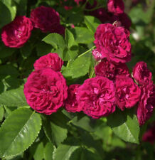 Kletterrose Chevy Chase 30-60cm