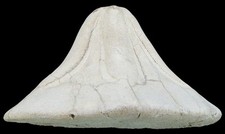 Miozän  Clypeaster portentosus  Seltener großer Seeigel  Caria  Italien  KE12-2