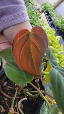 Philodendron Micans~Velvet