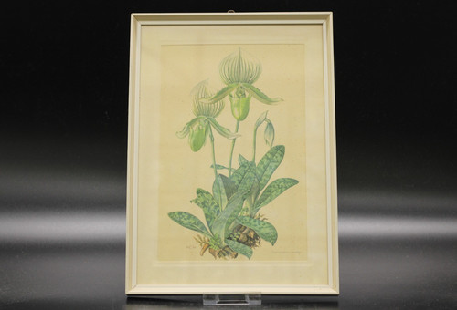 Bild rahmen paphiopedilum - im,