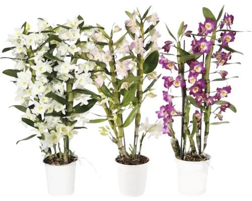Dendrobium mix floraself - dendrobium,