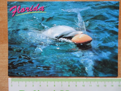 Delfin ansichtskarte aus miami - ansichtskarte,