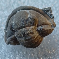 Eifel Fossilien, Trilobit, Cornuproetus, Devon, Mitteldevon.