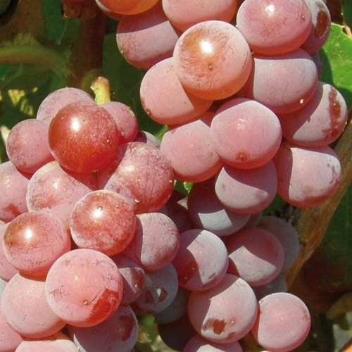 Weinrebe canadice 2l - weinrebe,