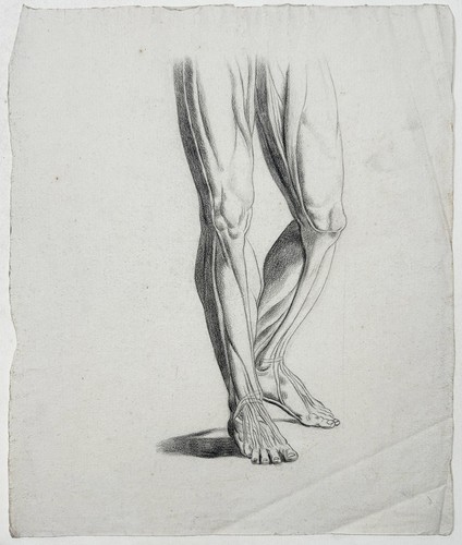 Anatomische studie bein beine - anatomische,