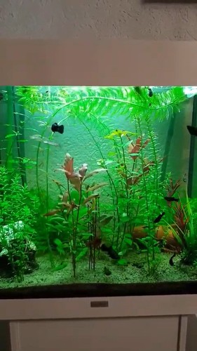 Schönes aquarium 120 - schönes,