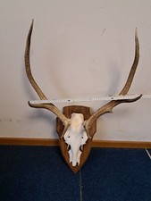 Hirsch Geweih, ungerader 8-Ender