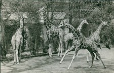 Ansichtskarte Hamburg Carl Hagenbeck Tierpark Stellingen Giraffen (Nr.9807)