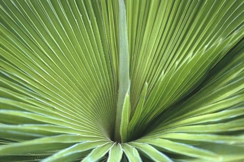 Copernicia rigida seeds - rigida, 5