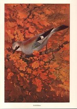 Eichelhäher Garrulus glandarius Rabenvogel  Farbdruck 1953  Kuhnert Ornithologie