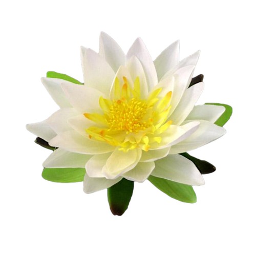 Seidenblume seerose - seidenblume,