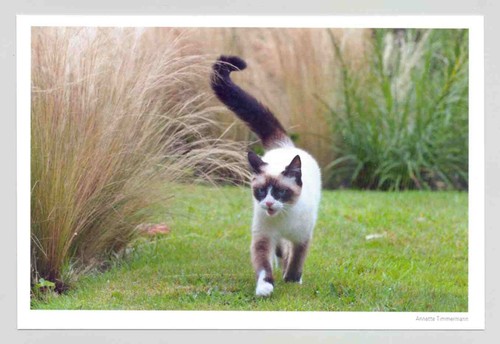 Postkarte katze gefahr - 1,
